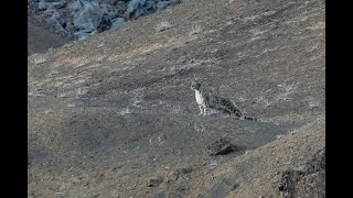 Snow Leopard Hunting Ladakh [upl. by Osborn]