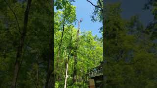 How to rope a limb off thats hanging over a house [upl. by Christie]