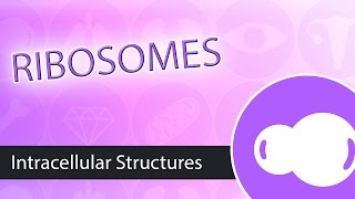 Intracellular Structures Ribosomes [upl. by Ettenav]