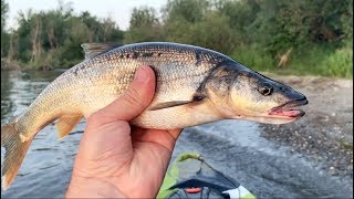 Do Pikeminnow Eat Salmon Smolt Peek Inside Stomach [upl. by Zeus]