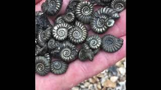 Beautiful Fossil Ammonites [upl. by Iron]