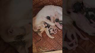 Just born Kittens  Mother Cat Cleaning and licking her newborn kittens kitten cat gatotkaca [upl. by Sudnak]