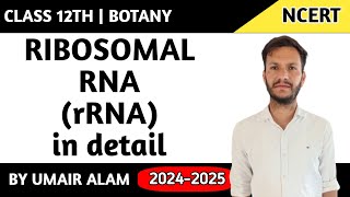 Ribosomal RNA [upl. by Sokem]