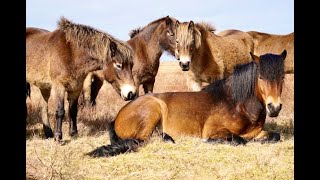 Exmoor Stallion Withypoole King Mar 2021 [upl. by Landis444]