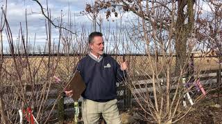 How to Choose a Flowering Dogwood Cornus florida [upl. by Odnam1]