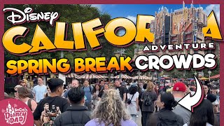 How CROWDED is Disney California Adventure  Spring Break 2024 [upl. by Lema479]