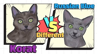 How to identify Russian Blue amp Korat SUB [upl. by Naejeillib]