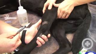 How to Do a Canine Cephalic Vein Blood Collection [upl. by Idnahr]