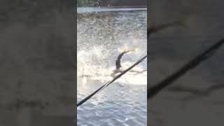 Oh garsh disney gar fishing slomo short viral teeth [upl. by Boorman48]