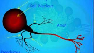 3 Insect Nervous System [upl. by Aibara304]