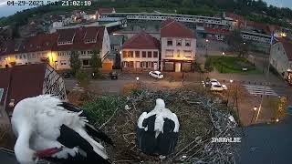 Ville de Sarralbe Webcam Live Cigognes Sarralbe Moselle Google Chrome 2023 04 29 21 01 43 [upl. by Ayikur]