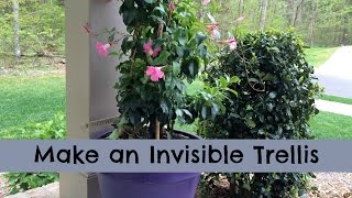 Make an Invisible Trellis for a Climbing Plant [upl. by Vaules]