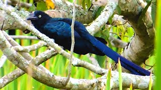 CANTO do ANUCOROCA CROTOPHAGA MAJOR GREATER ANI Groló Anucanjiqueiro Anuenchenteiro [upl. by Wunder]