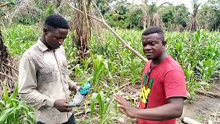 How To Apply WeedicideHerbicide In A Maize Farm [upl. by Supple]