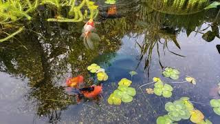 Fancy goldfish garden pond [upl. by Krum]