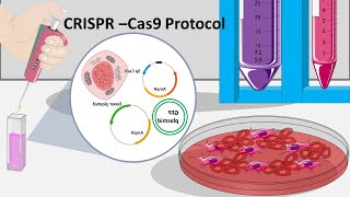 CRISPR Cas9  How CRISPR can be performed in the lab [upl. by Hadihahs]