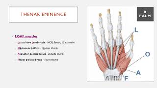 The Thenar Eminence LOAF Muscles Summarised in 1 Minute [upl. by Ratep]