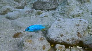 Mylochromis mola [upl. by Lose]