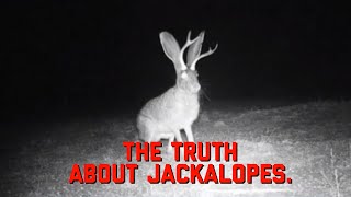 Are Jackalopes Real  The Truth About Jackalopes [upl. by Dnartreb]