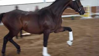 wwwreitschulesandbrinkde 2 year old stallion For Compliment Dressage [upl. by Omari]