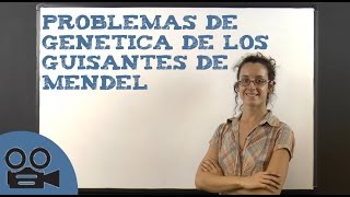 Problemas de genética de los guisantes de Mendel [upl. by Zasuwa738]