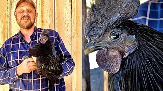 Eating the world’s rarest chicken Ayam Cemani chicken Is the meat black [upl. by Nosauq896]