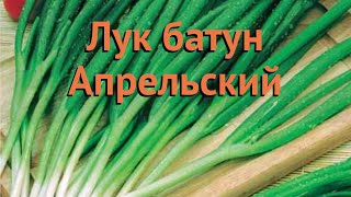 Лук батун Апрельский aprelskii 🌿 батун лук Апрельский обзор как сажать семена лука Апрельский [upl. by Levenson540]