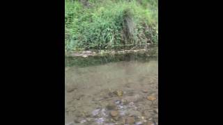 Wild crocodile attacking the boat chitwan jungle Nepal [upl. by Harberd]