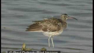 Slenderbilled curlew compared to whimbrel and curlew [upl. by Llehcsreh]