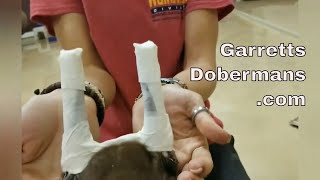 Simple Ear Wrap Procedure for Cropped Doberman Puppies [upl. by Isleen]