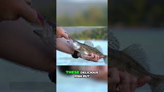 🤩 Catch a Walleye Every Cast  My Ultimate Tips [upl. by Nosduh6]