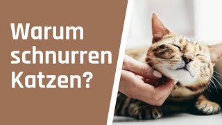 Warum schnurren Katzen [upl. by Schug]