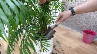 Repotting My Parlour Palm Chamaedorea elegans [upl. by Varuag527]