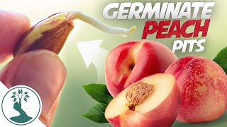 Growing a Peach Tree From Seed  Super Easy How To Grow Peaches From Pit [upl. by Hamaso931]