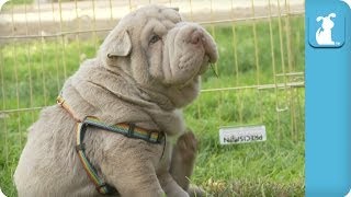 Wrinkly Shar Pei Puppy Gives Himself a Good Scratch  Puppy Love [upl. by Aivartal]