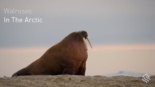 Walruses in the Arctic [upl. by Anade]