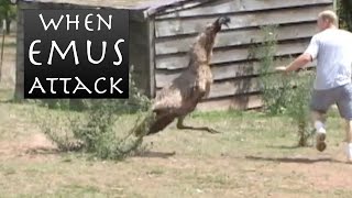 When Emus Attack  Emu Chases Man [upl. by Sarine420]