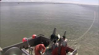 Alaska Commercial Fishing Explained  Gillnetting and picking fish out of the net [upl. by Ennovehc]