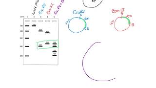 Restriction Mapping [upl. by Uird171]