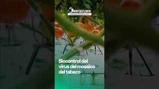 Biocontrol del virus del mosaico del tabaco 🌱🍅 TMV virus tomate MosaicodelTabaco biocontrol [upl. by Teilo]