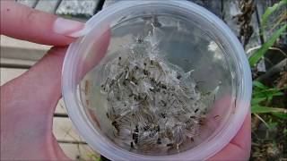 how to harvest strawflower seeds how to save strawflower seeds how to collect strawflower seeds [upl. by Evreh]