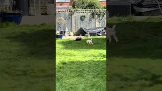 Milo the Cavapoochon v Flymo puppy cute cavapoochon pets robotmower [upl. by Sonitnatsok]