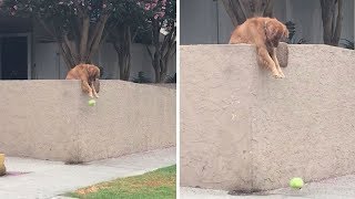 Dog Purposely Drops Ball To Get Strangers To Play Fetch [upl. by Sethi497]