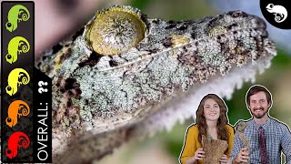 Mossy Leaftailed Gecko The Best Pet Lizard [upl. by Auqinahc]