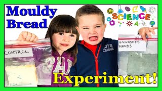 GROSS Science Experiments For Kids  Mouldy Bread  Why You Should ALWAYS WASH YOUR HANDS [upl. by Anallise]