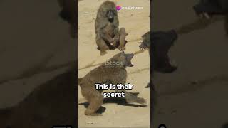 Baboon vs Leopard The Unexpected showdown 🐵🐆🐒🐆🐾🐾subscribe animals [upl. by Dlanar192]