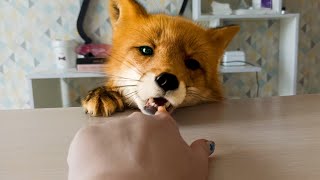 The fox came to bite off my finger [upl. by Erny287]