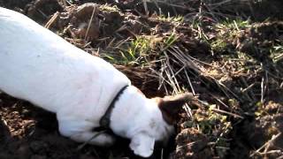 FAST Jack Russell Terrier Catching Field Mice [upl. by Melodie630]