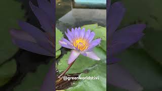 Waterlily chill music vietnam [upl. by Child]