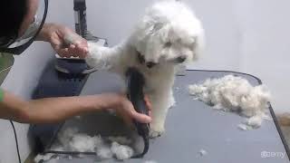 Curso Básico de Peluquería Canina  Paso 1 Corte Inicial [upl. by Kcirtapnaes]